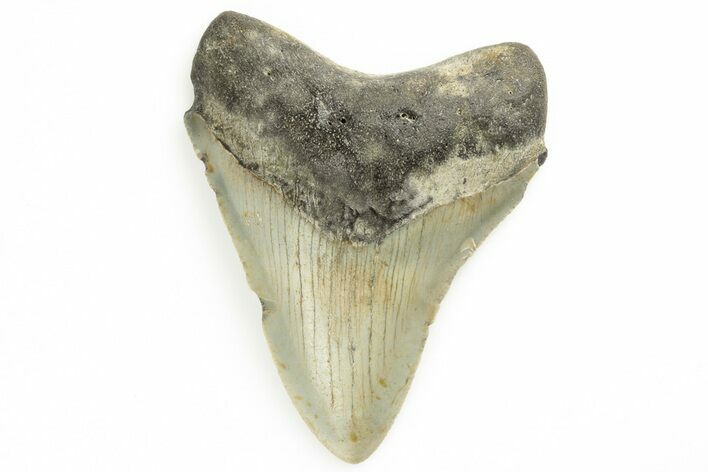 Fossil Megalodon Tooth - North Carolina #190935